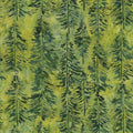 IB  Evergreen Green Ivy