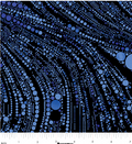 BE Cat Artistry Circled Swirl Blue