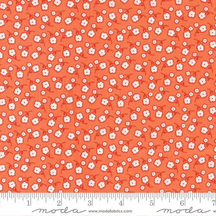 MO Zinnia Clementine