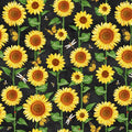 AF Sunshine Daydream Black Sunflower Field