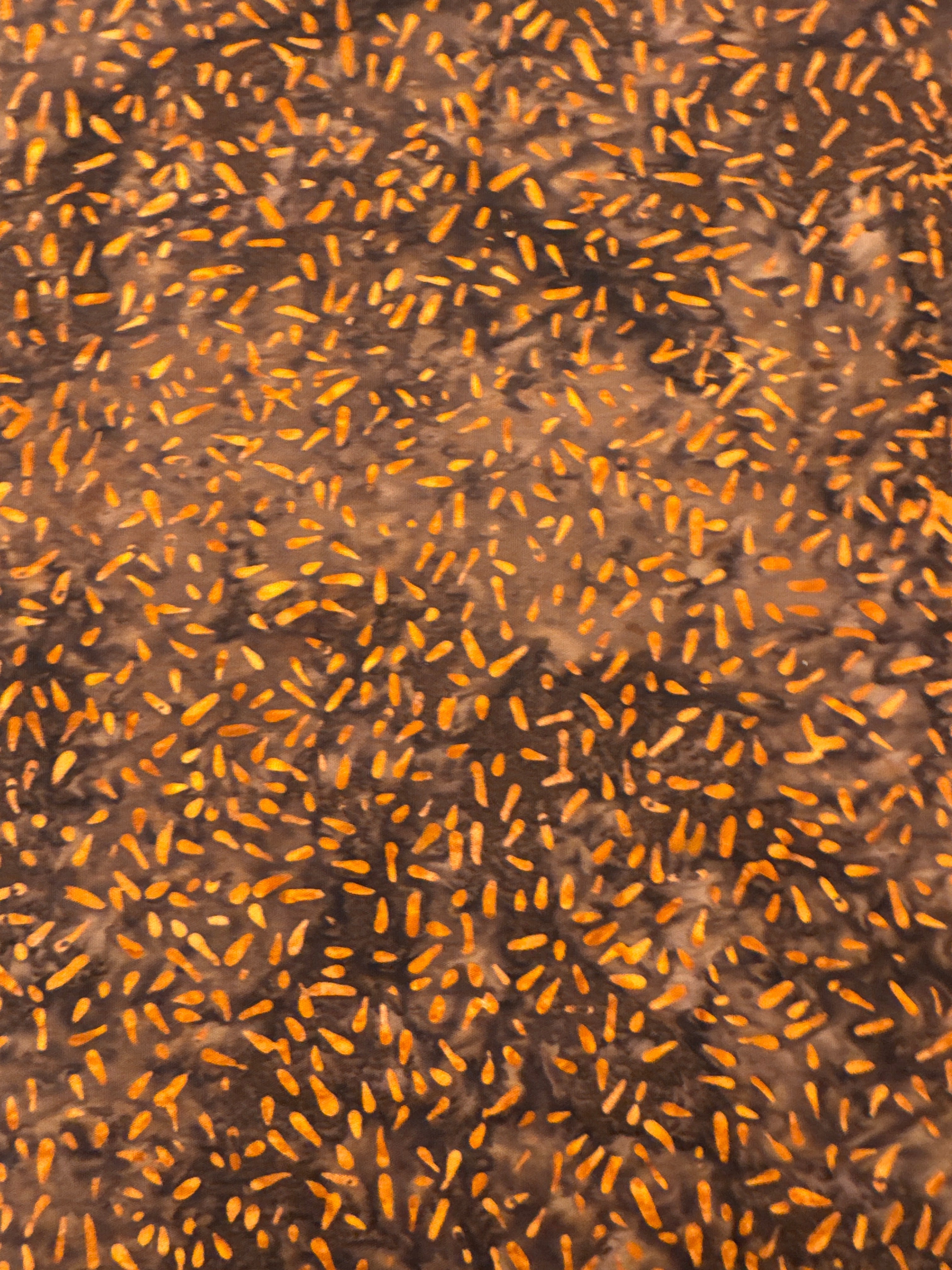 BB Ketan Mixer Seeds on Brown