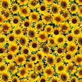 TT Yellow Packed Sunflower & Butterflies