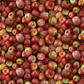 TT Red Packed Evercrisp Apples