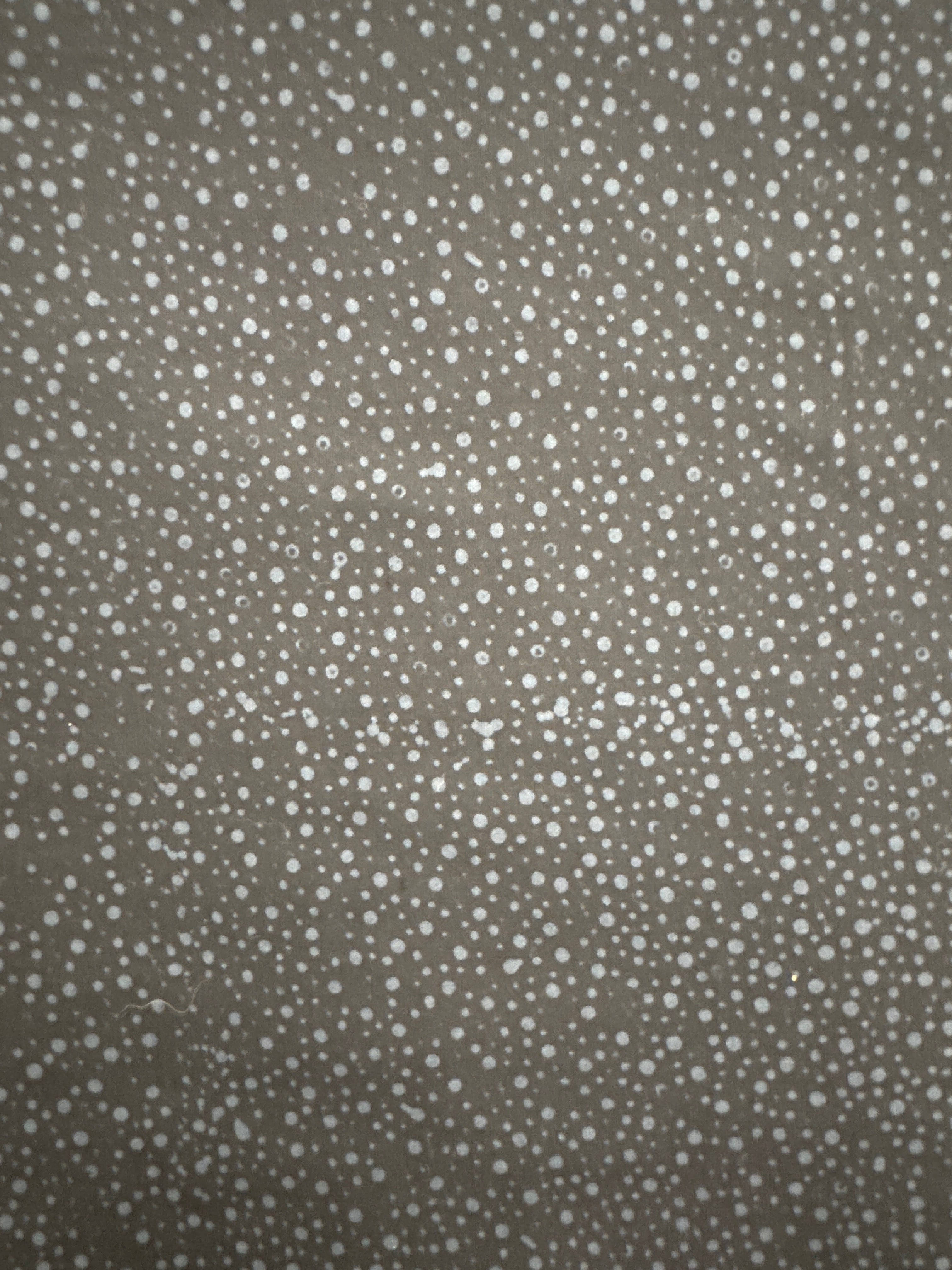 HO Dainty Dots Raven