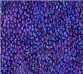 NC Allure Purple Peaditty