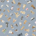 MY Whiskers & Paws- Dog Toss