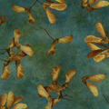 NC Mid Teal Maple Keys Stonehenge Autumn Splendor