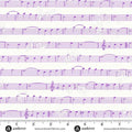 Sun Print Whisper Orchid Singalong 44"/45" Fabric Per Yard