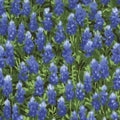 Wildflowers Basics Summer Bluebonnet Allover 44"/45" Fabric Per Yard